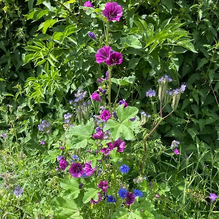 Schwedenhaus Fridhem Monschau- Weitblick * Monschau